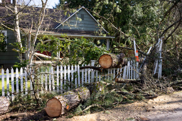 Storm-damaged tree fallen across a picket fence after high winds