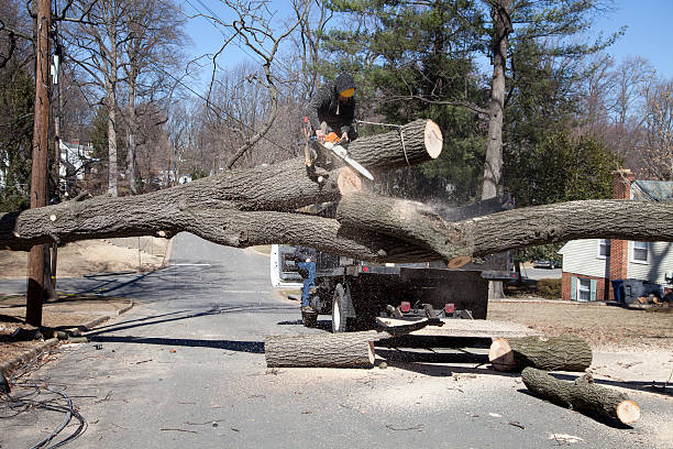 Crew cutting up a fallen tree that came down across a residential street