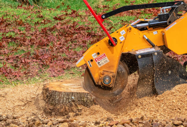 Close-up of a stump grinder wheel cutting into a tree stump