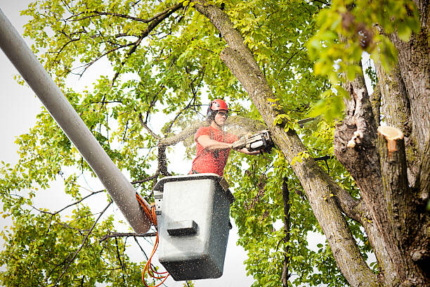 Bucket truck operator trimming limbs inside a tree canopy