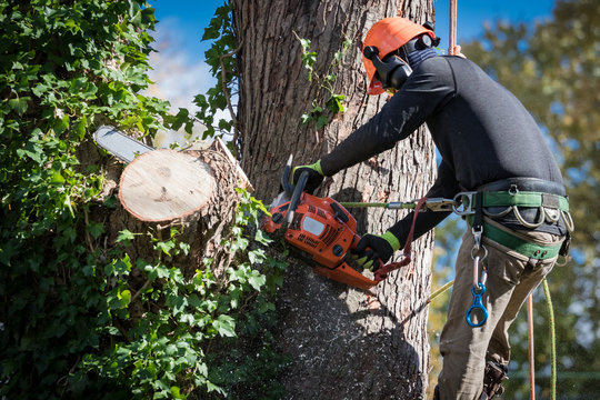 Arborist making a chainsaw cut into a large tree trunk